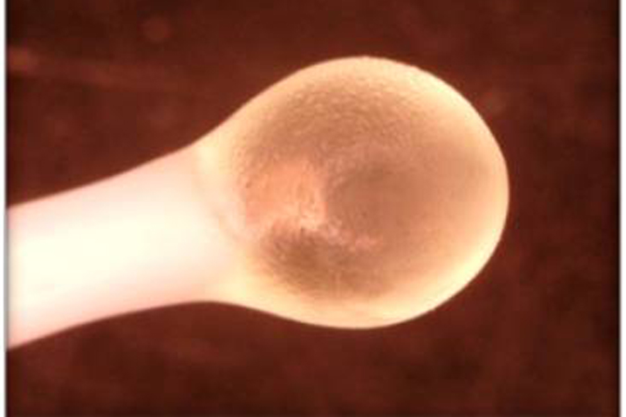 Third slide [900x500]